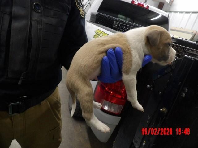 Gingey, a Adoptable Mixed Breed in Hobbs, NM image 3/5