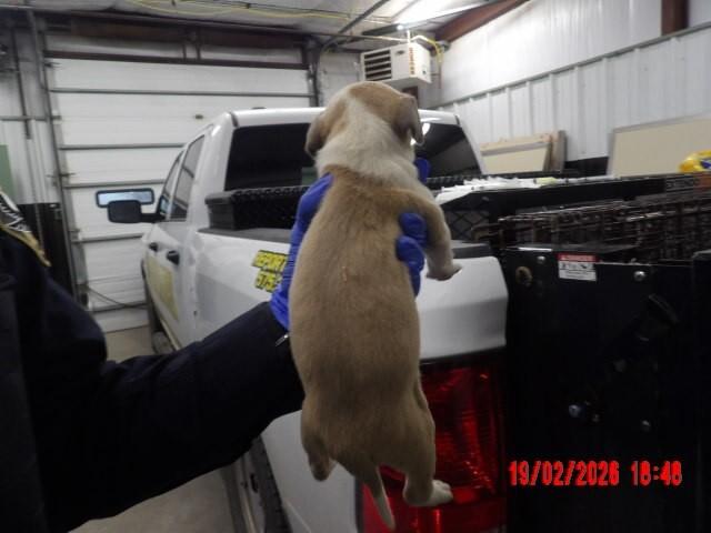 Gingey, a Adoptable Mixed Breed in Hobbs, NM image 4/5