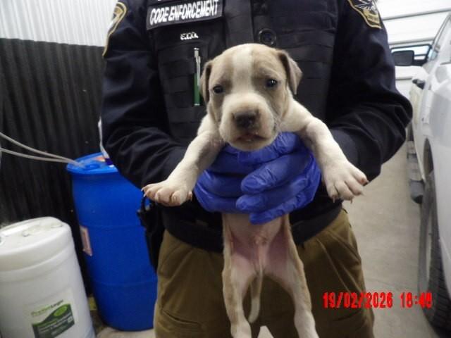 Gingey, a Adoptable Mixed Breed in Hobbs, NM image 5/5
