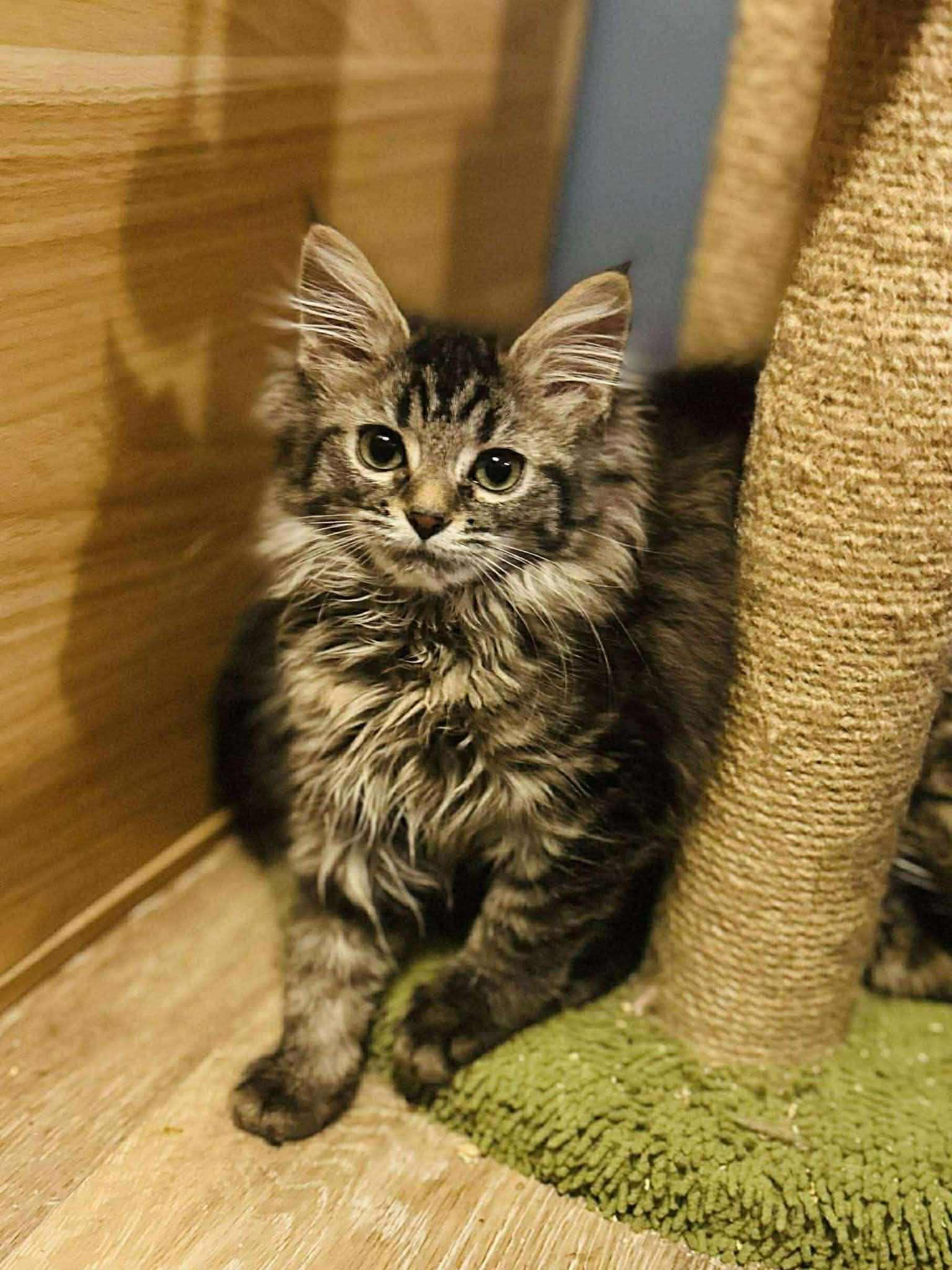 Enlarge Mocha, a Adopted Maine Coon in Columbus, IN image 1/1
