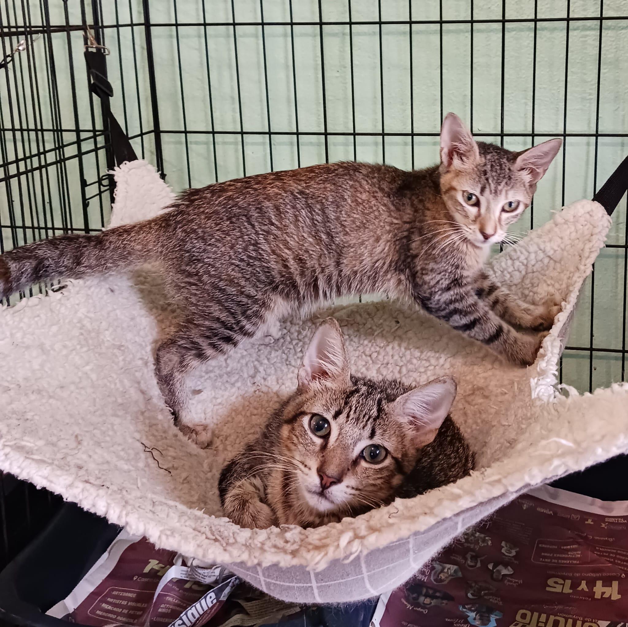 Kendall and Kennedy, ADOPTABLE, Kitten Male Domestic Short Hair.