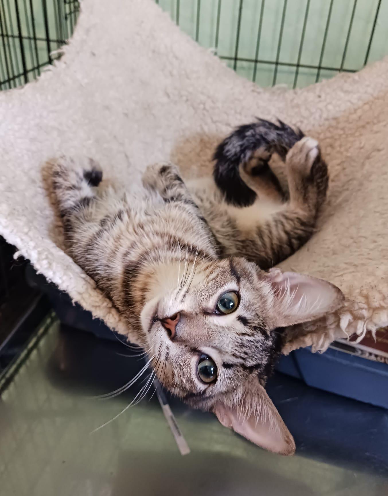 Enlarge Kendall and Kennedy, a ADOPTABLE Domestic Short Hair in San Juan, PR image 5/6