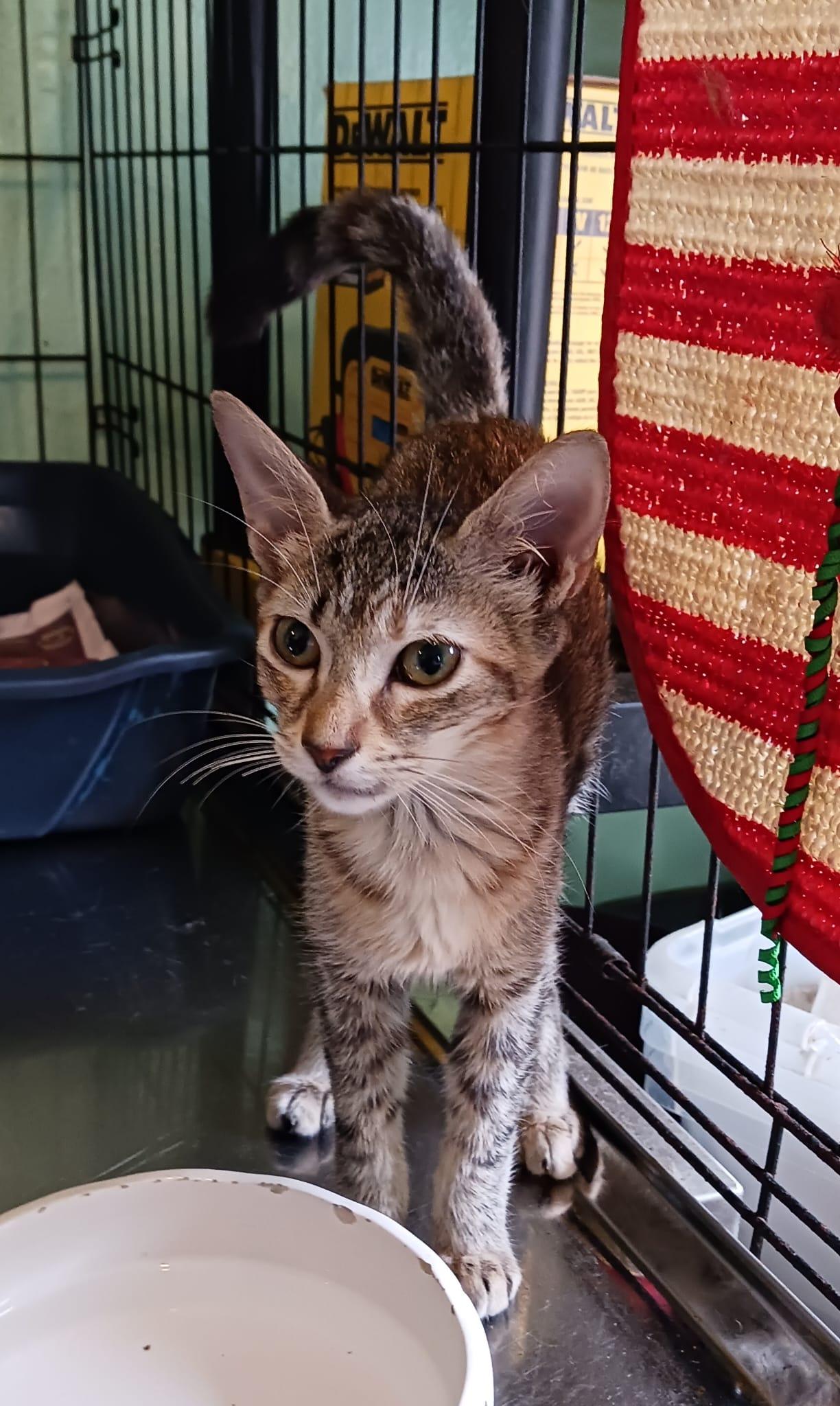 Enlarge Kendall and Kennedy, a ADOPTABLE Domestic Short Hair in San Juan, PR image 2/6