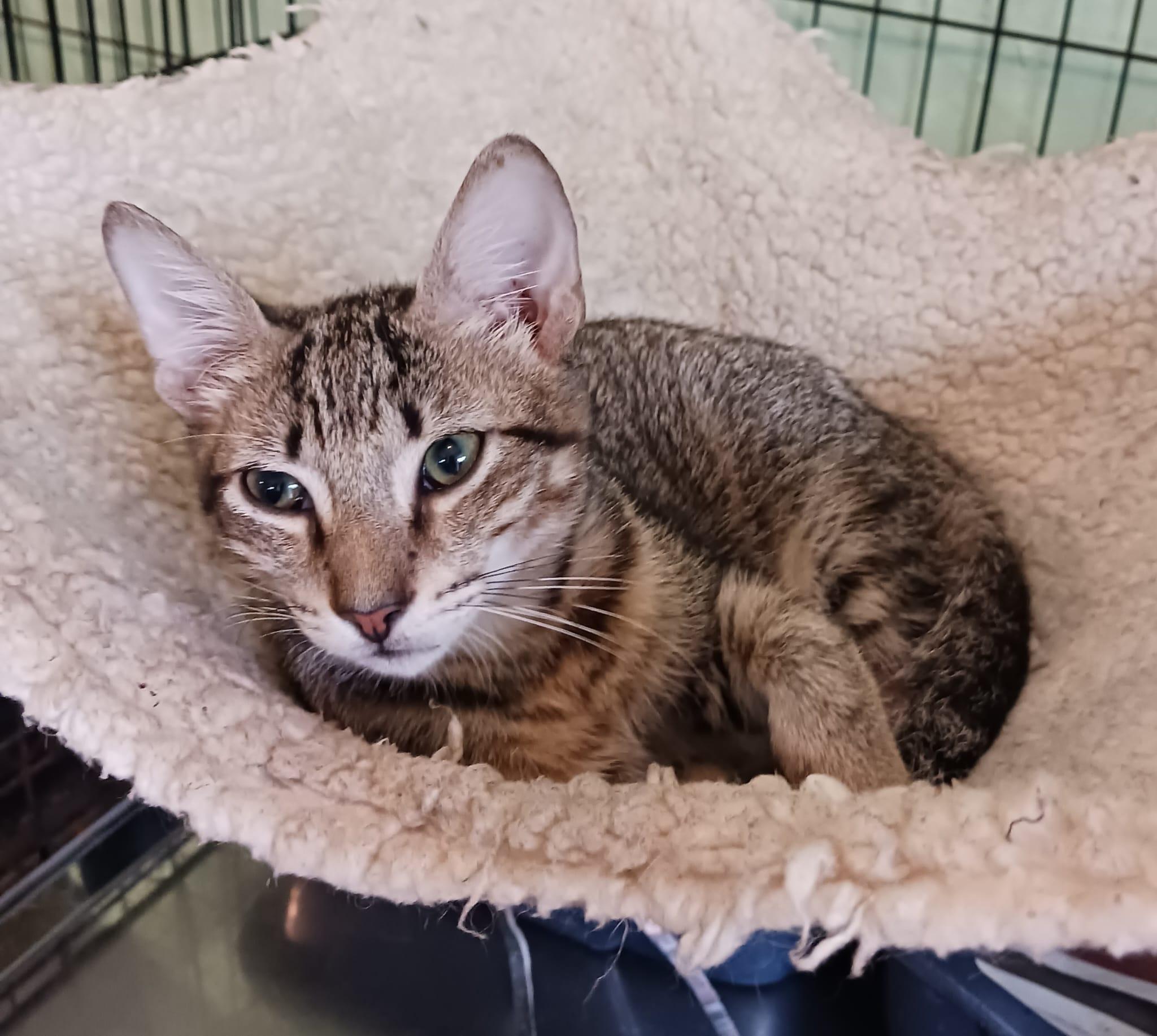 Enlarge Kendall and Kennedy, a ADOPTABLE Domestic Short Hair in San Juan, PR image 4/6