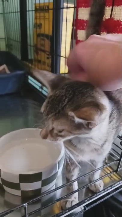 Enlarge Kendall and Kennedy, a ADOPTABLE Domestic Short Hair in San Juan, PR video 3/6