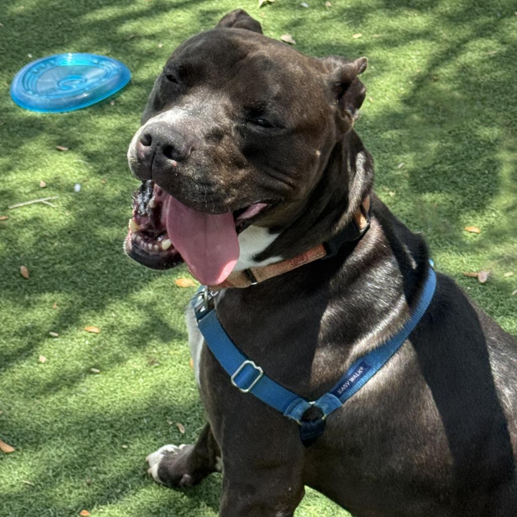 Enlarge Jack, a Adoptable Mixed Breed in Naples, FL image 1/6