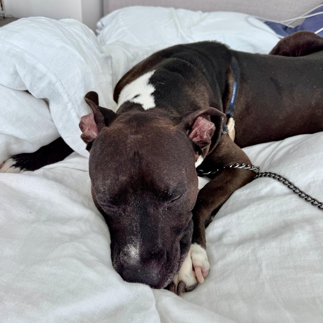 Enlarge Jack, a Adoptable Mixed Breed in Naples, FL image 2/6