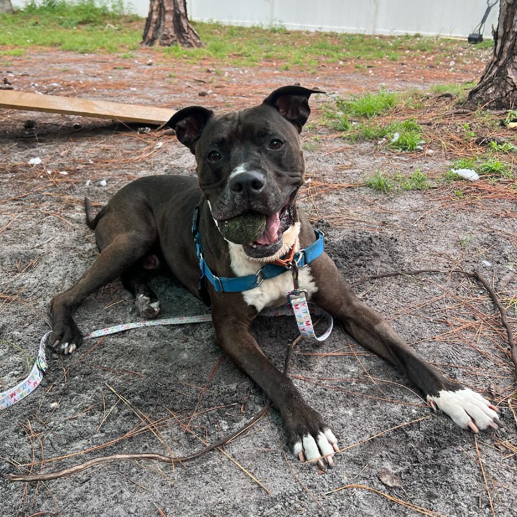 Enlarge Jack, a Adoptable Mixed Breed in Naples, FL image 3/6