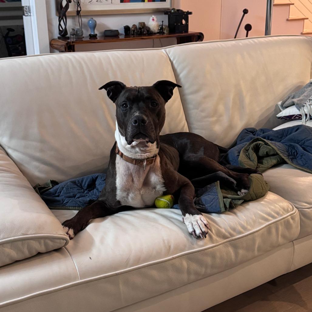 Enlarge Jack, a Adoptable Mixed Breed in Naples, FL image 4/6