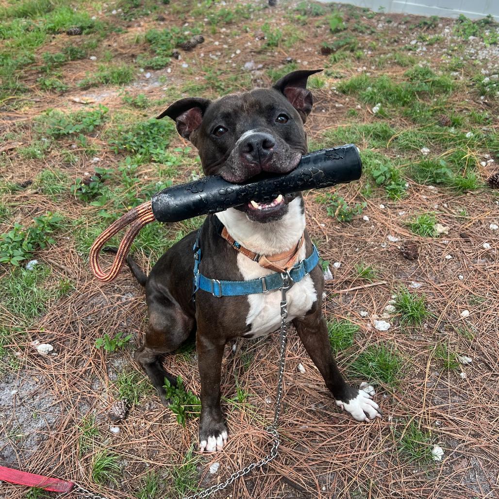 Enlarge Jack, a Adoptable Mixed Breed in Naples, FL image 5/6
