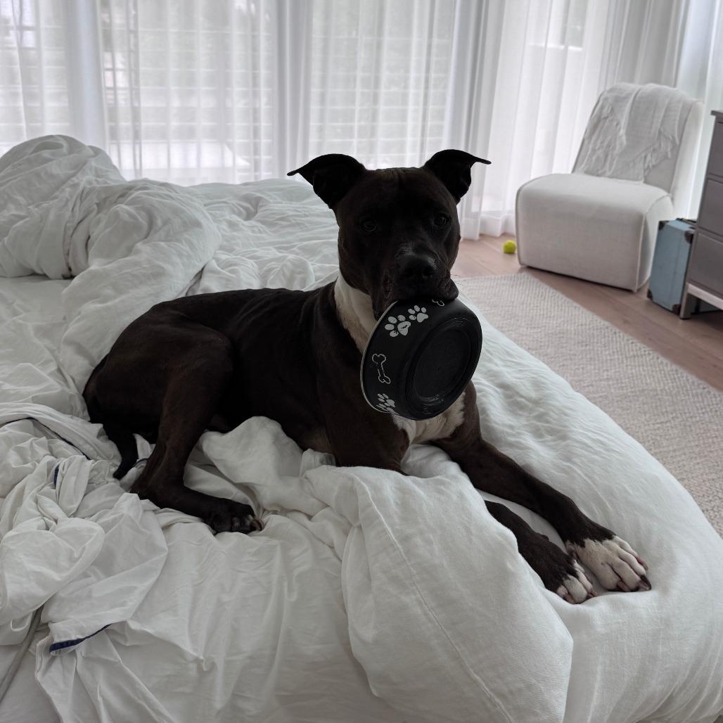 Enlarge Jack, a Adoptable Mixed Breed in Naples, FL image 6/6