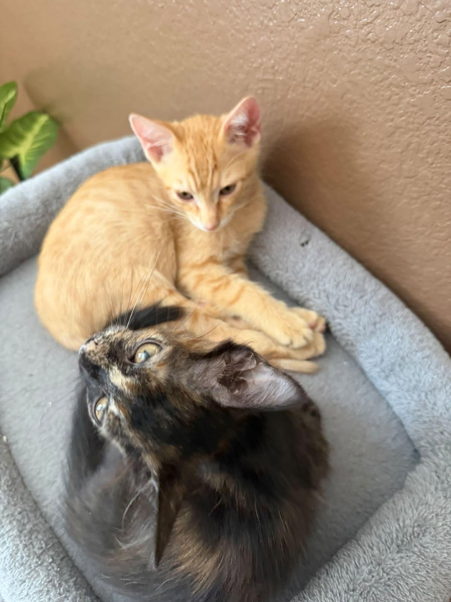 Enlarge Lando, a Adopted Domestic Short Hair in Queen Creek, AZ image 6/6