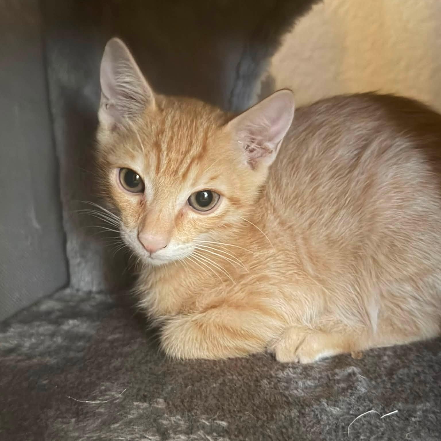 Lando, Adopted, Kitten Male Domestic Short Hair.