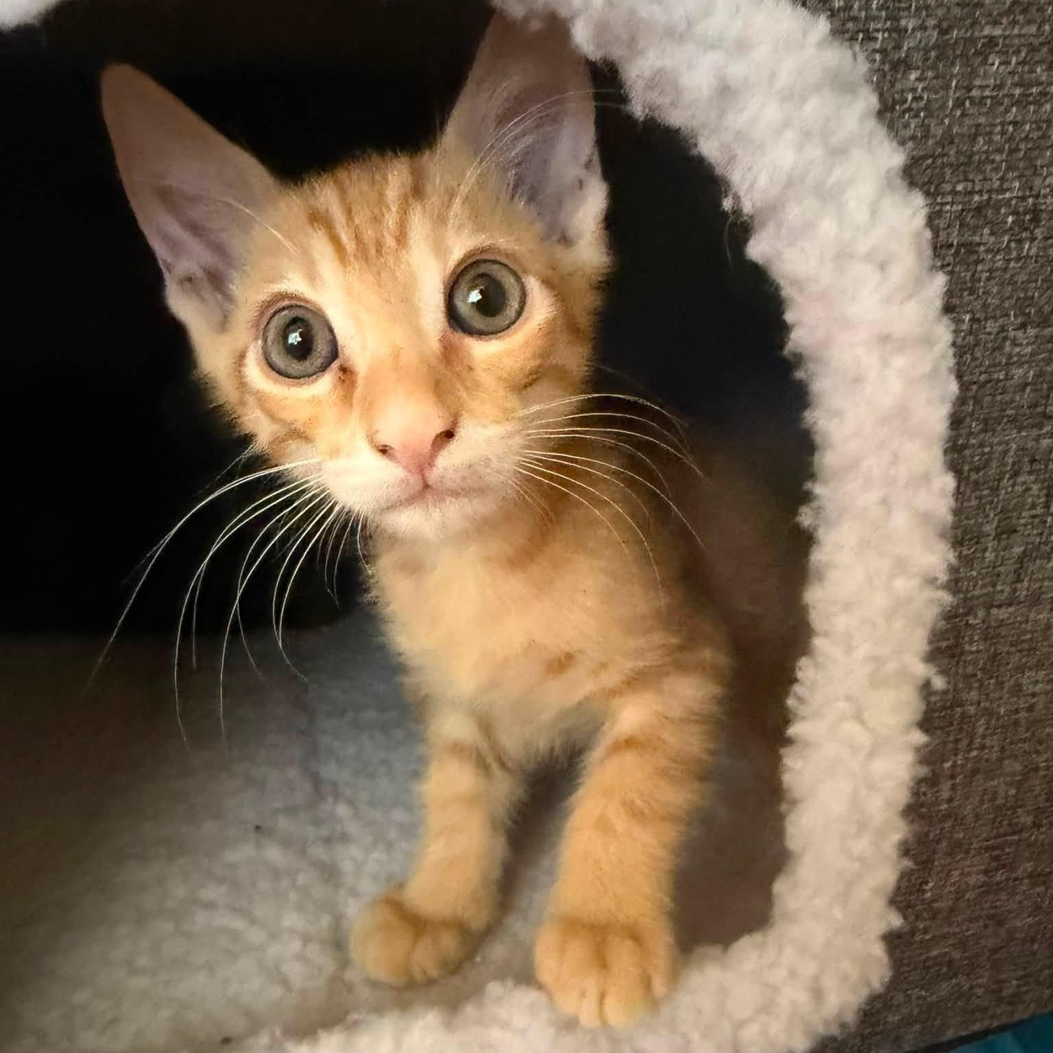 Enlarge Lando, a Adopted Domestic Short Hair in Queen Creek, AZ image 5/6