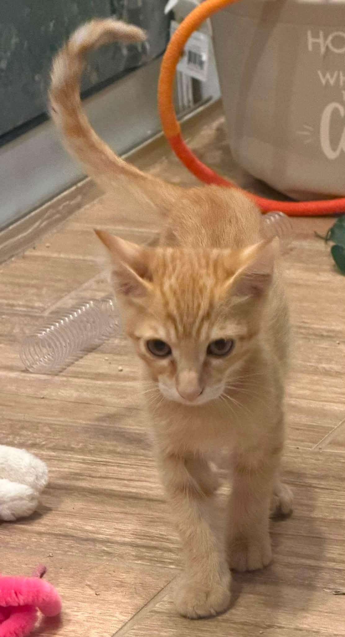 Enlarge Lando, a Adopted Domestic Short Hair in Queen Creek, AZ image 2/6