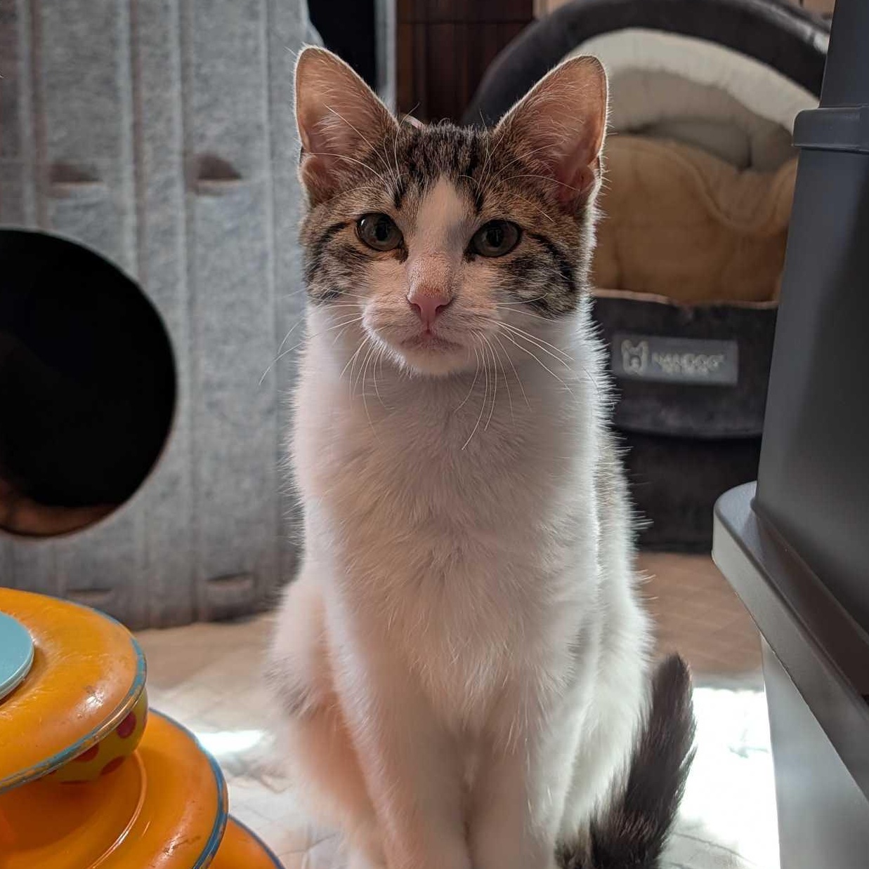 Enlarge Fozzie Bear, a Adoptable Domestic Medium Hair in Weehawken, NJ image 2/6