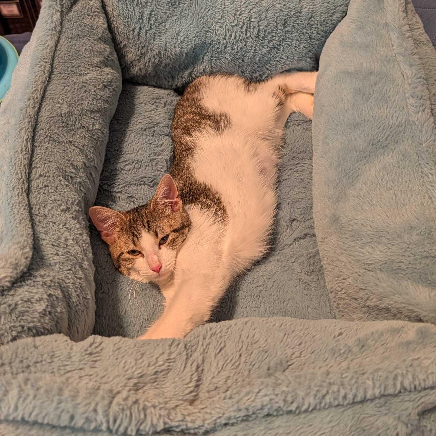 Enlarge Fozzie Bear, a Adoptable Domestic Medium Hair in Weehawken, NJ image 6/6