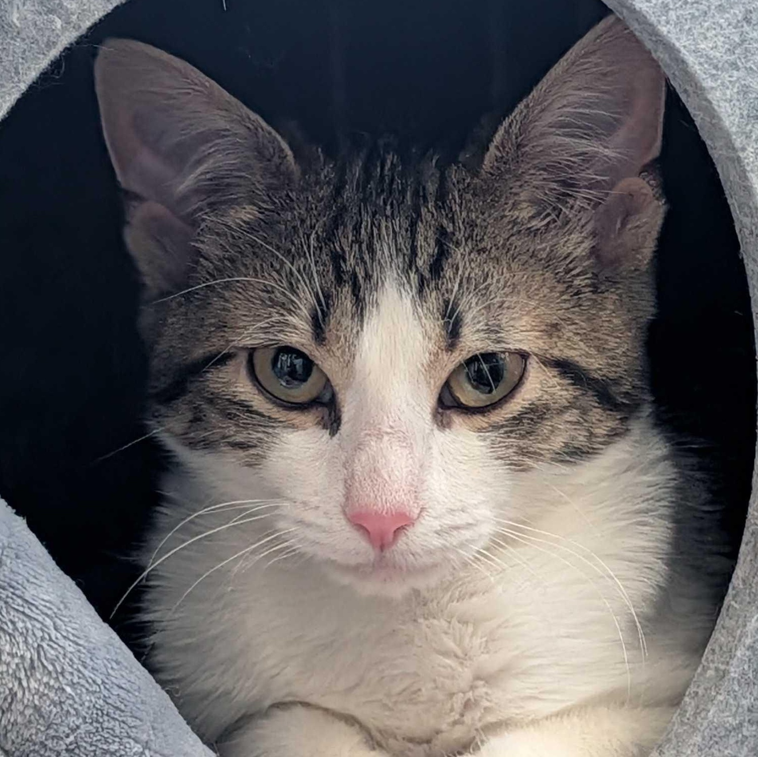 Enlarge Fozzie Bear, a Adoptable Domestic Medium Hair in Weehawken, NJ image 1/6