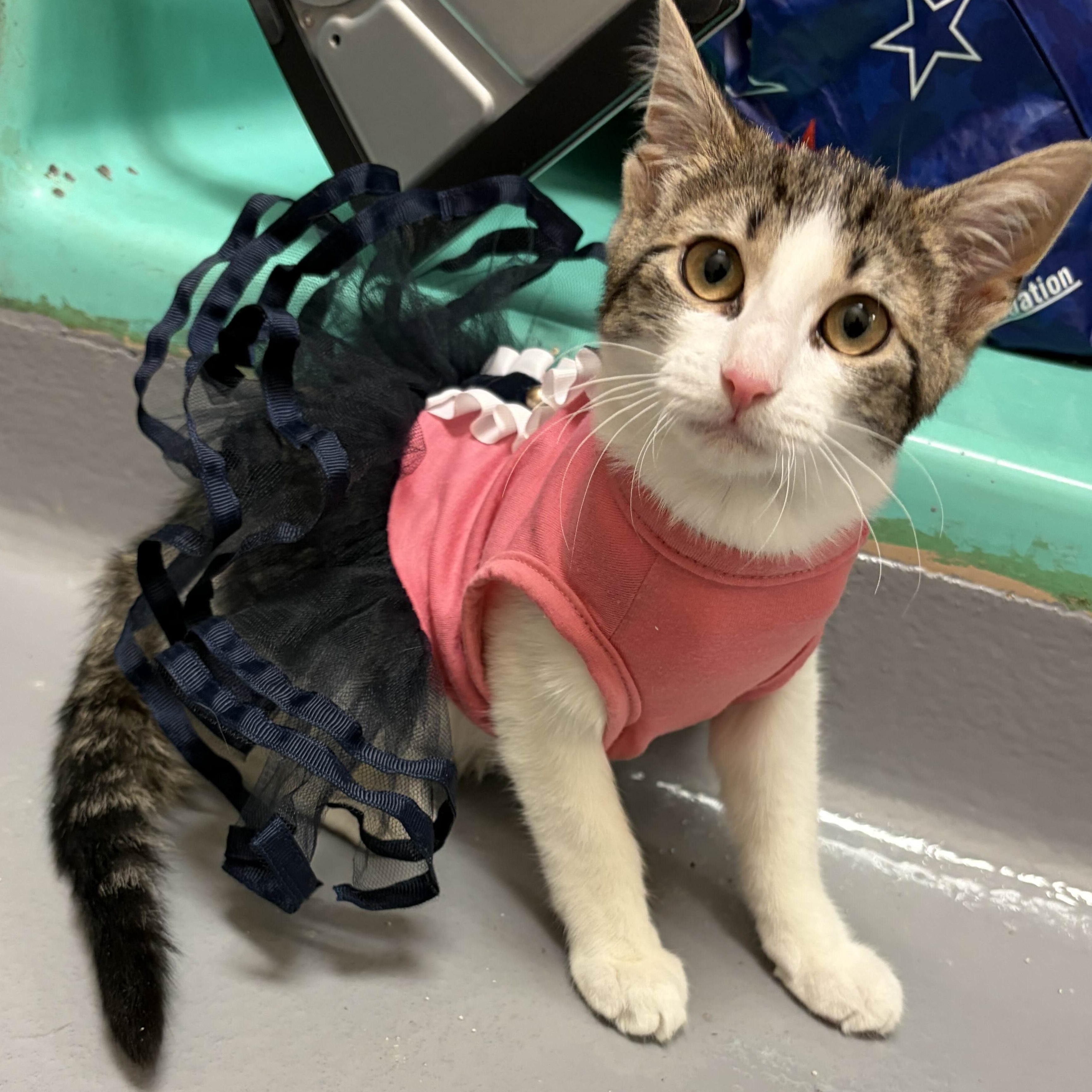 Enlarge Fozzie Bear, a Adoptable Domestic Medium Hair in Weehawken, NJ image 3/6