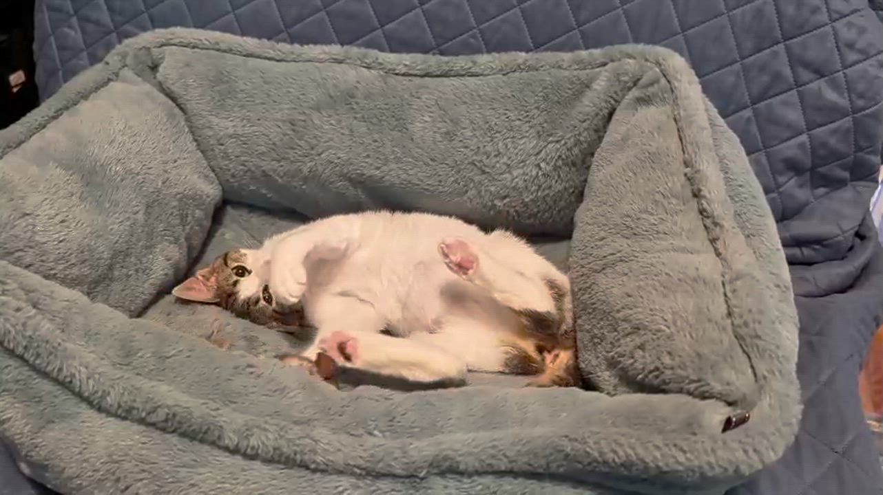 Enlarge Fozzie Bear, a Adoptable Domestic Medium Hair in Weehawken, NJ video 5/6