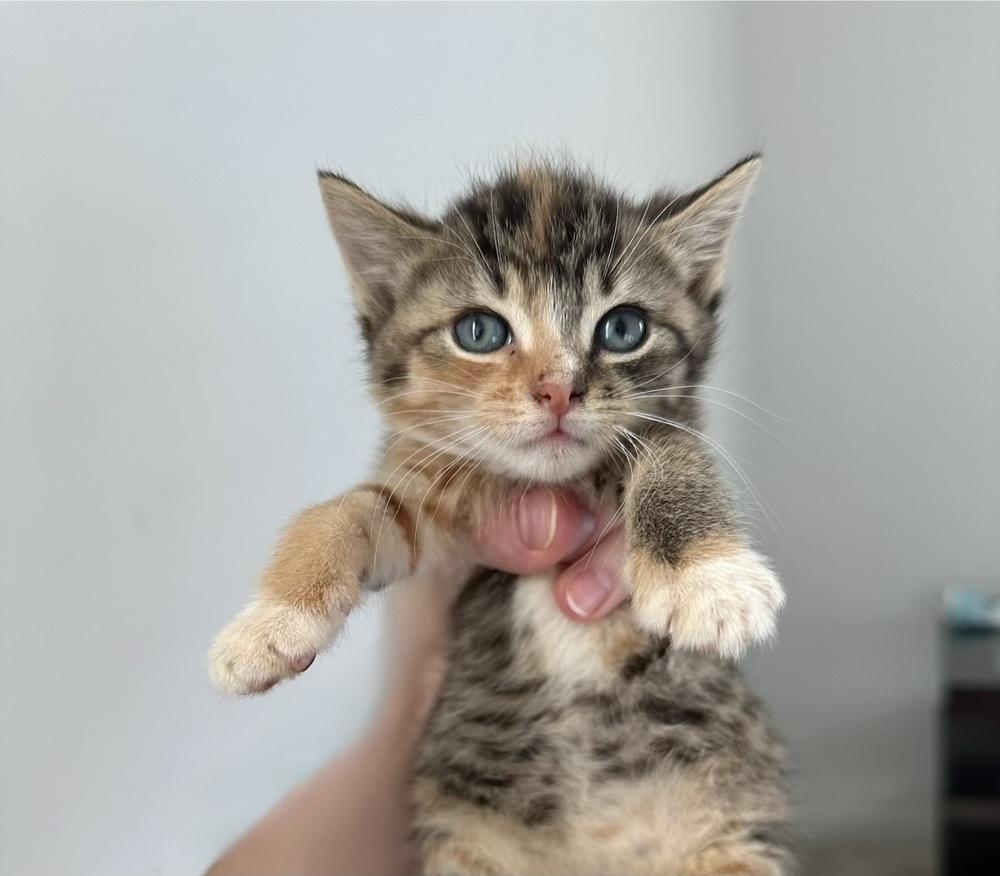 Karen Smith (Mean Girls (the movie) Litter), Adopted, Kitten Female Domestic Short Hair.