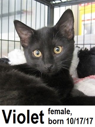 Violet, Adult Female unknown