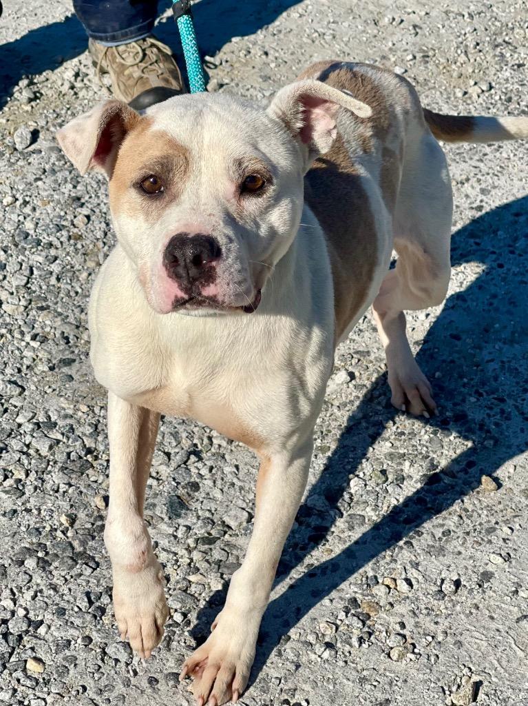 Enlarge Dede, a Adoptable mixed breed in Winnsboro, SC image 2/2