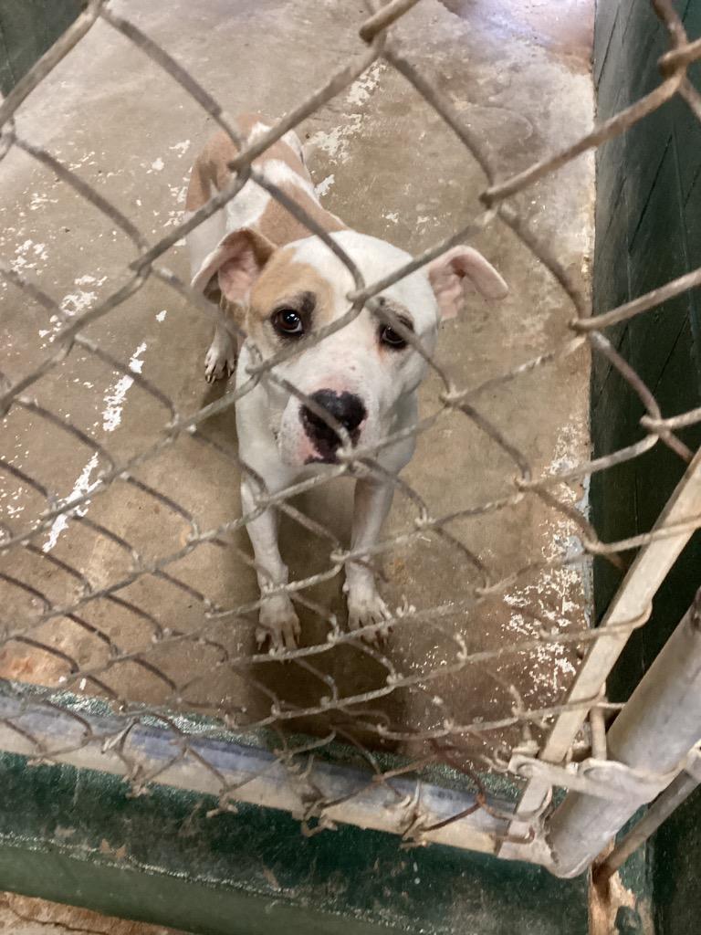 Enlarge Dede, a Adoptable mixed breed in Winnsboro, SC image 2/2