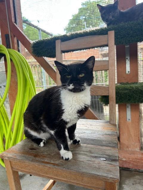 Enlarge Peachy, a Adoptable Tuxedo in Chicago, IL image 1/1