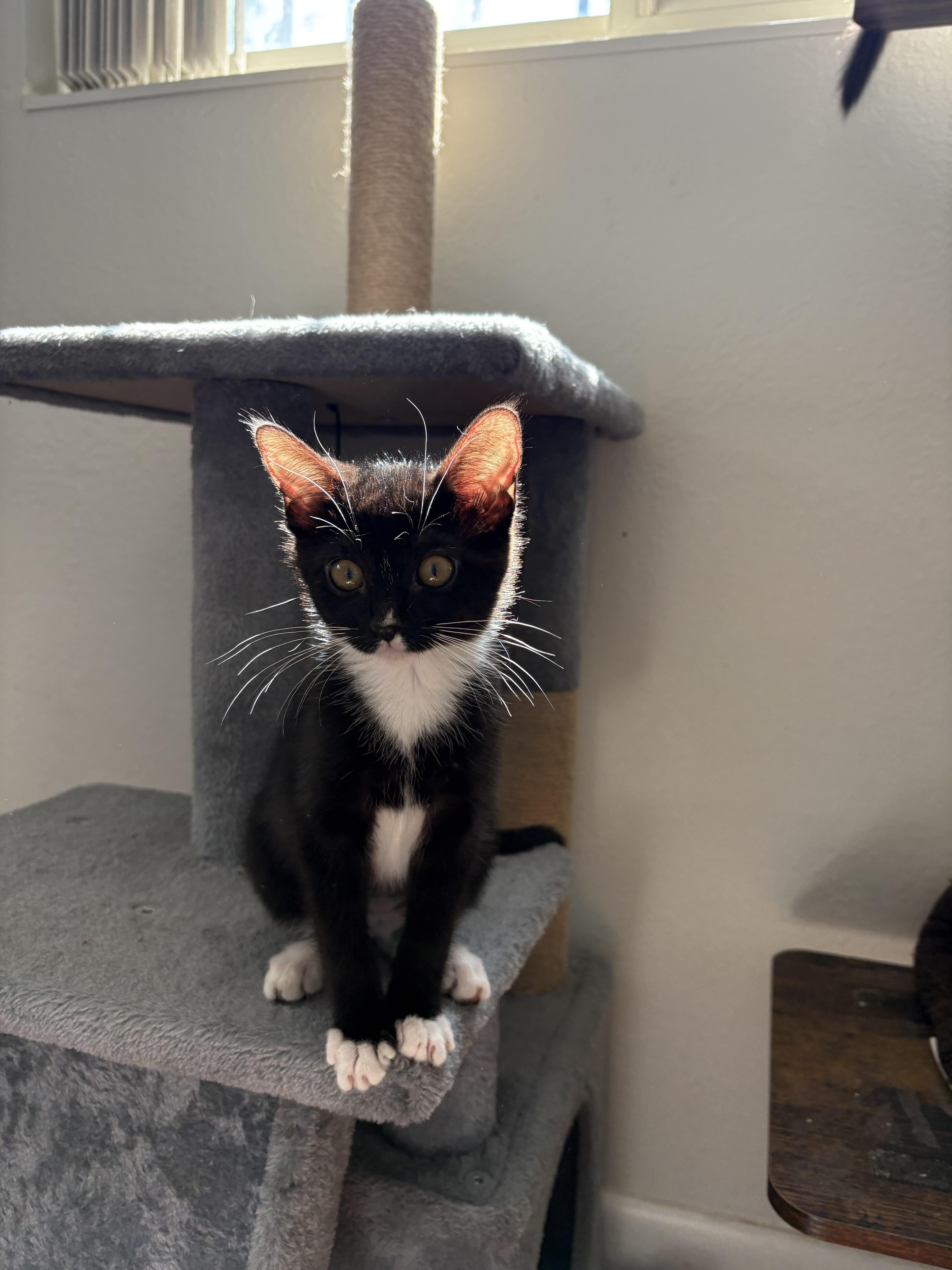 Porsche, ADOPTABLE, Kitten Female Domestic Short Hair.