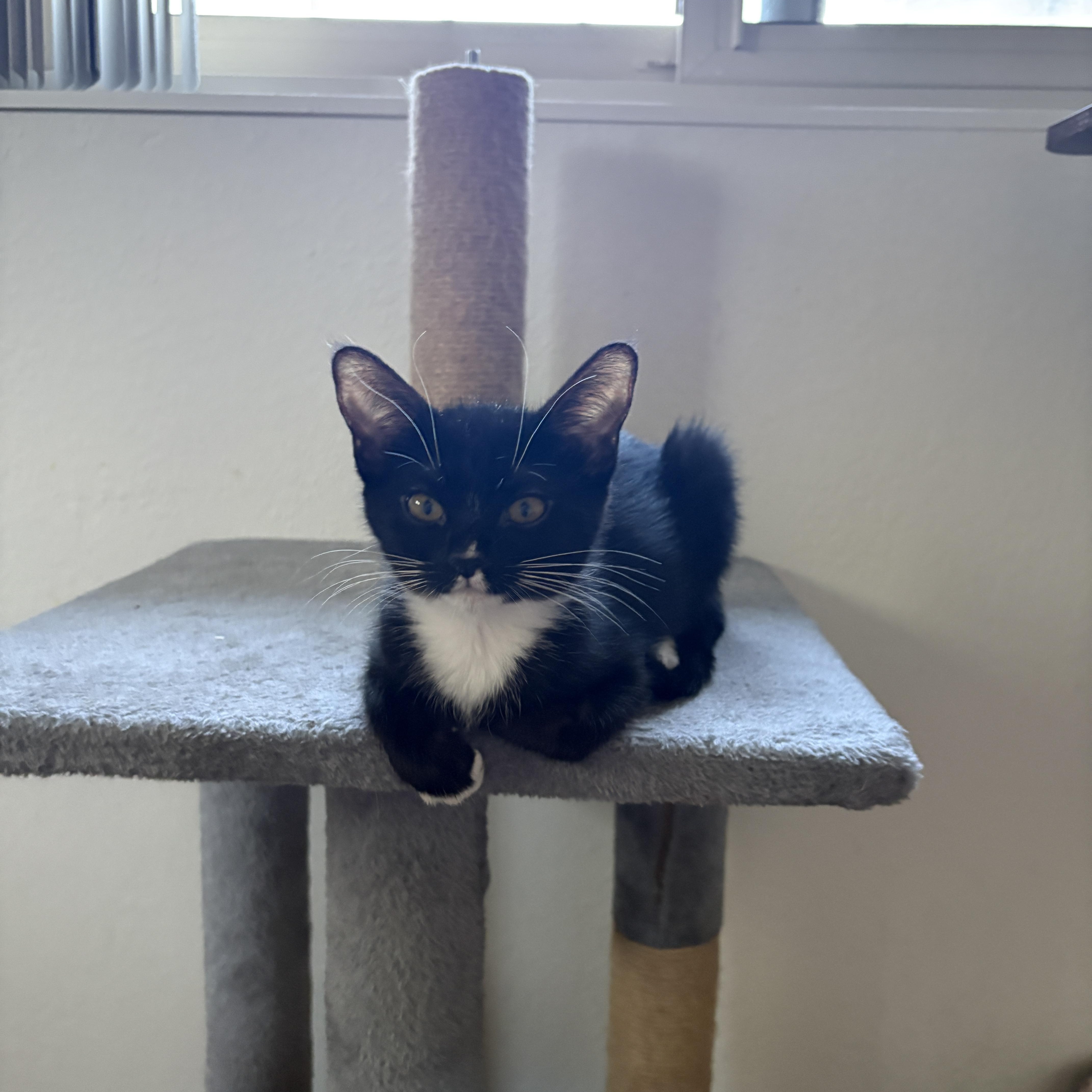 Porsche, a ADOPTABLE Domestic Short Hair in Albuquerque, NM image 3/3
