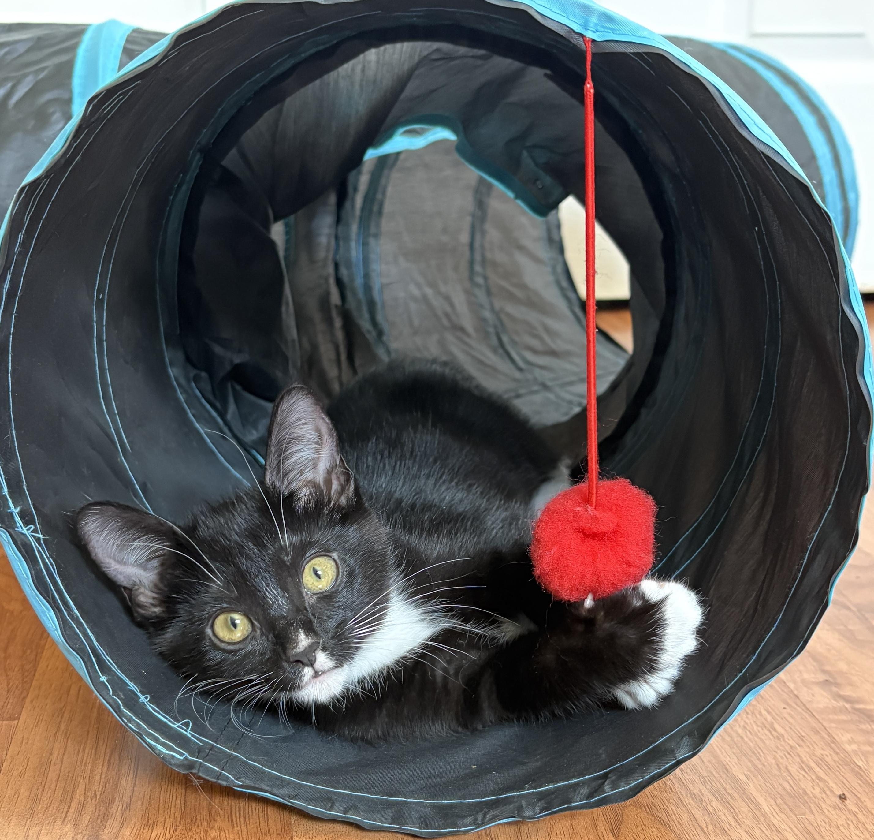Porsche, a ADOPTABLE Domestic Short Hair in Albuquerque, NM image 2/3