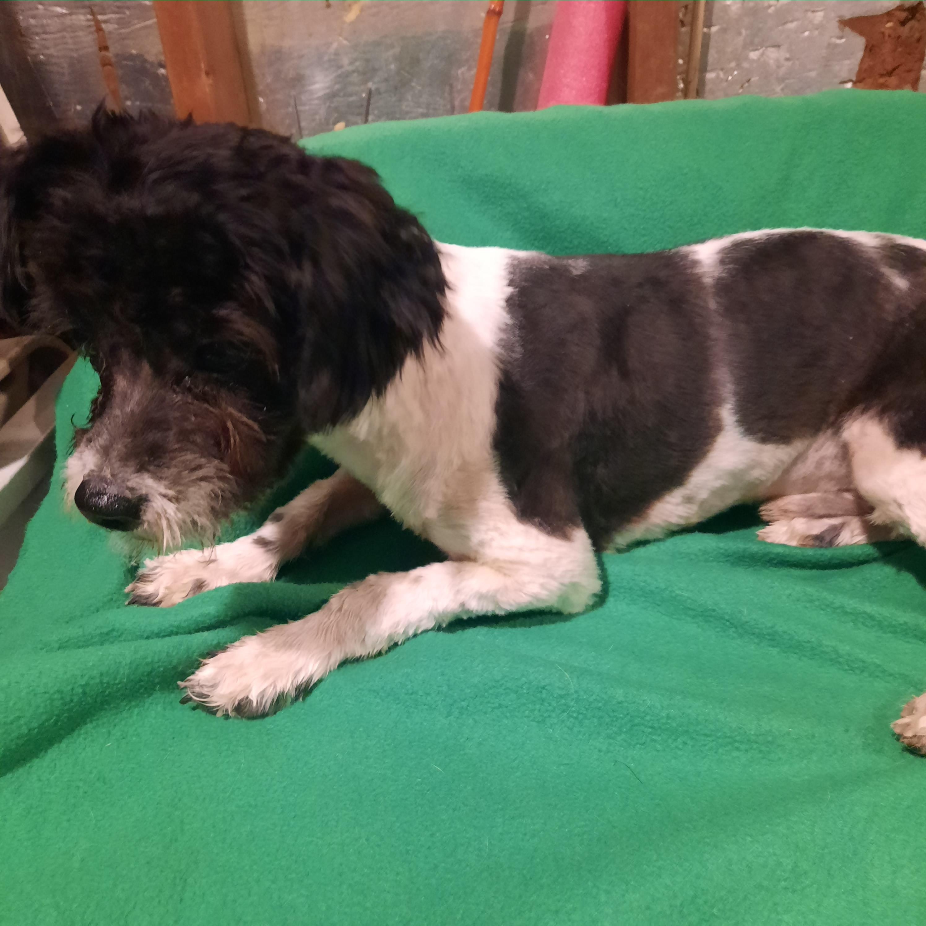 Enlarge Duke, an adopted Terrier in Raeford, NC image 4/5