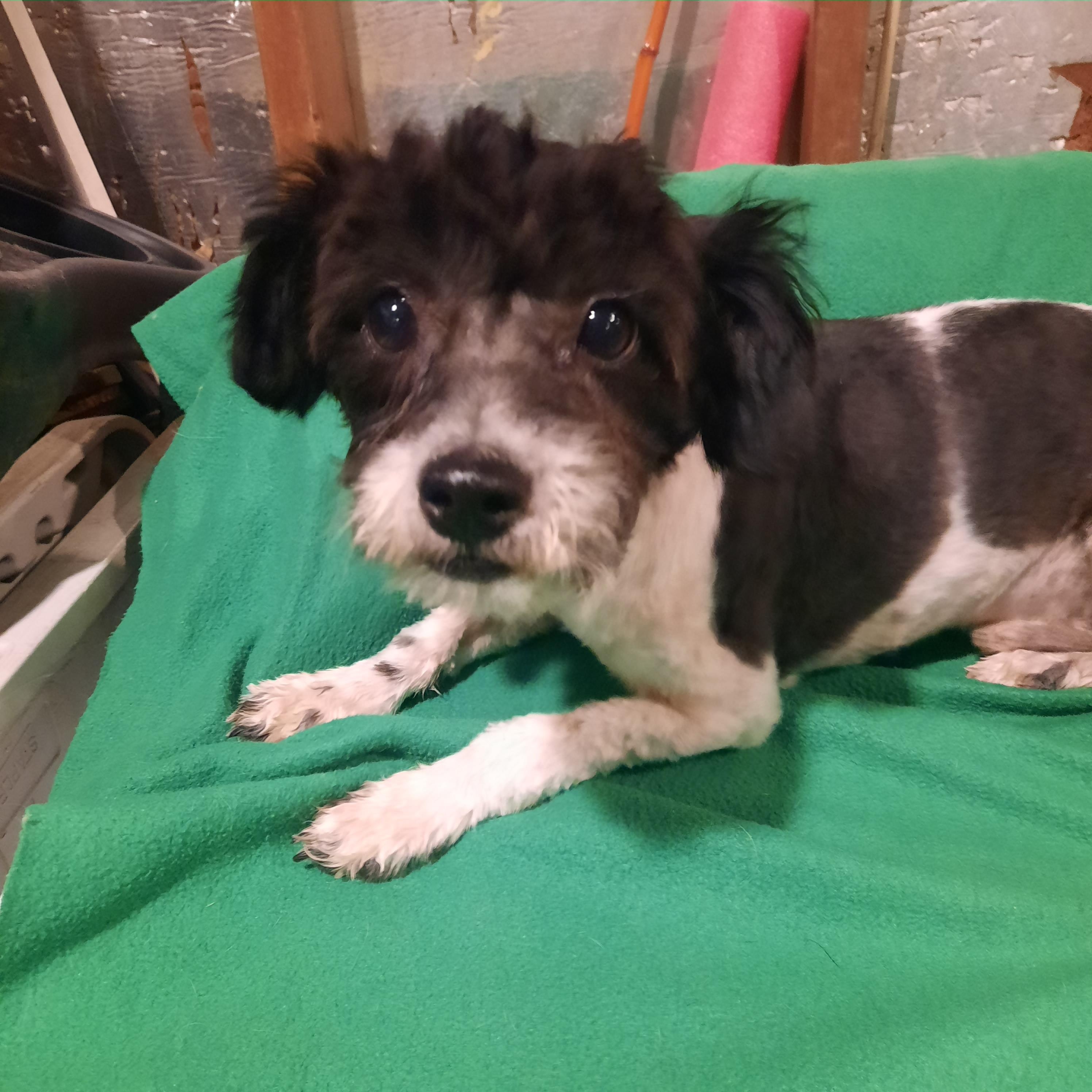 Enlarge Duke, an adopted Terrier in Raeford, NC image 3/5