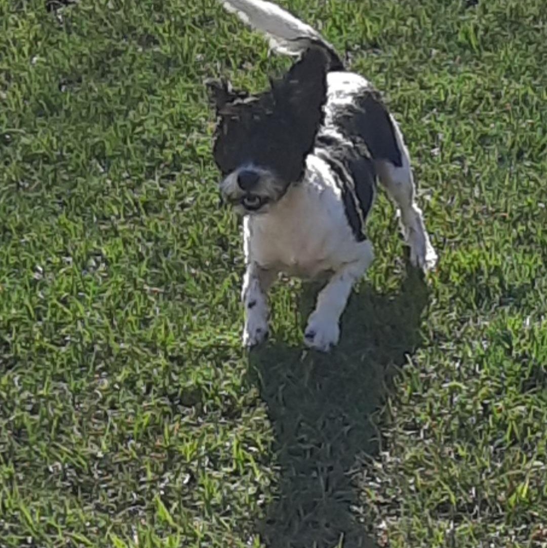 Enlarge Duke, an adopted Terrier in Raeford, NC image 1/5