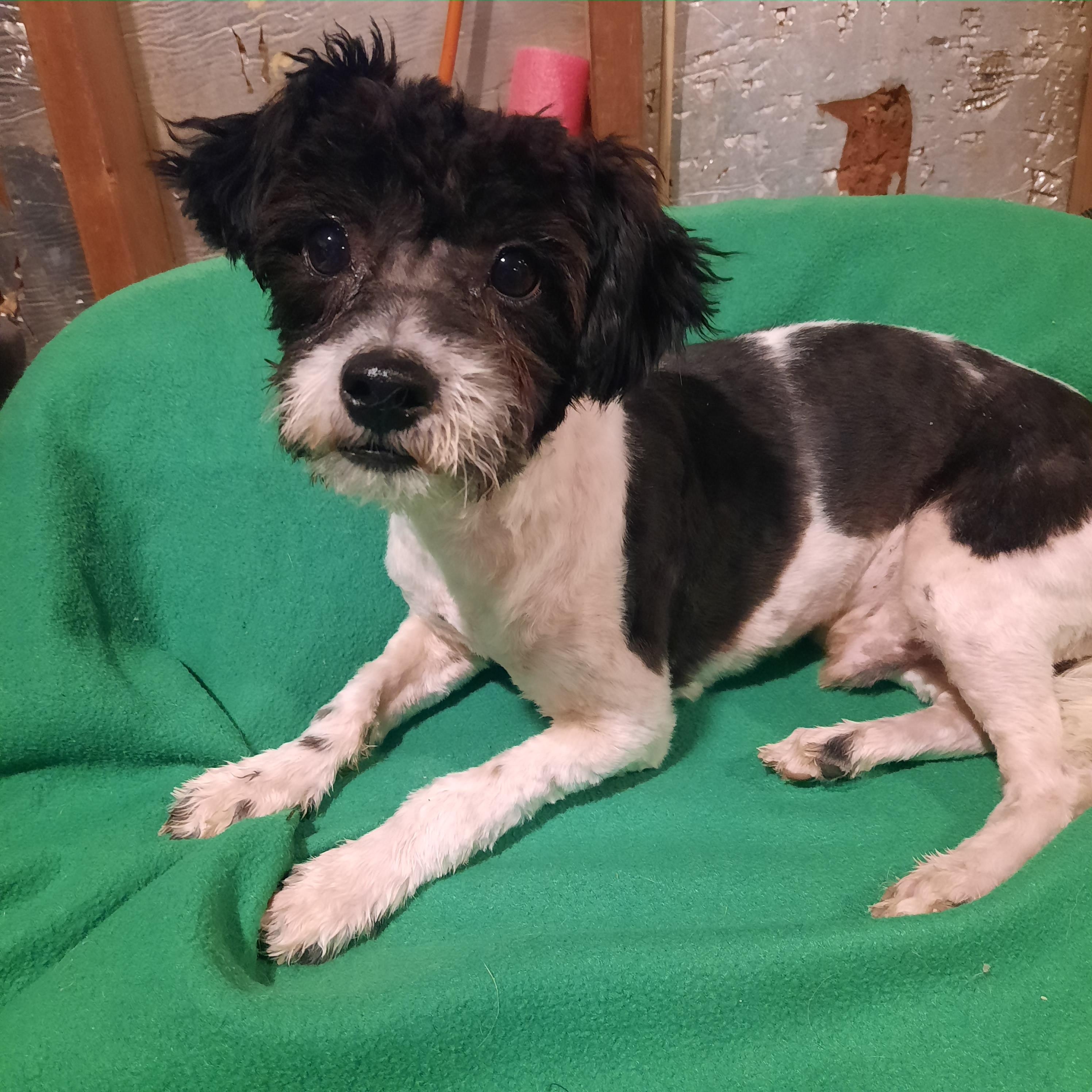 Enlarge Duke, an adopted Terrier in Raeford, NC image 2/5