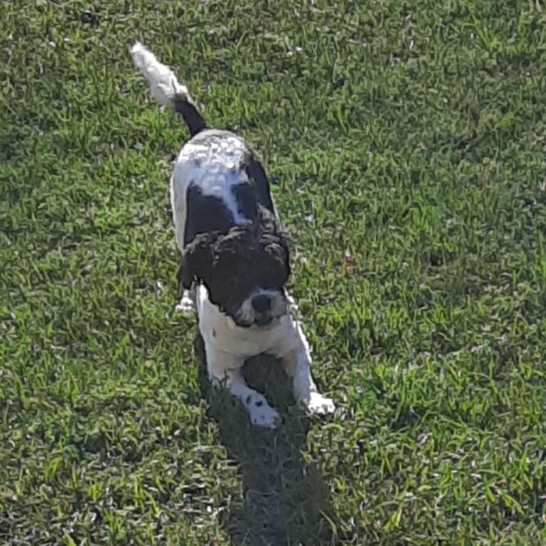 Enlarge Duke, an adopted Terrier in Raeford, NC image 5/5