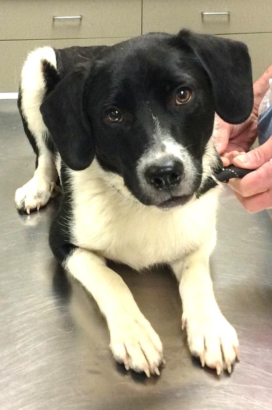 Jasper, an adopted mixed breed in Honeoye Falls, NY image 3/3