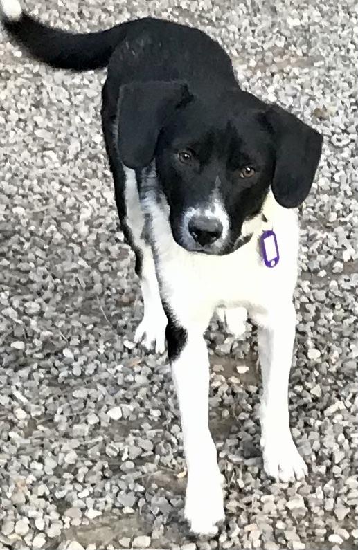 Jasper, an adopted mixed breed in Honeoye Falls, NY image 1/3