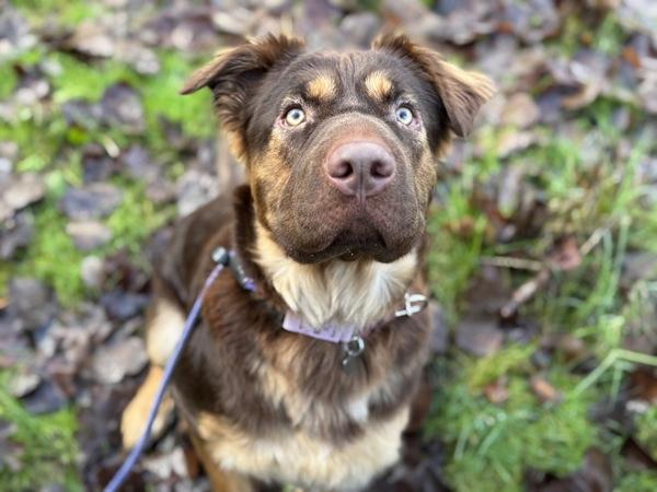 Enlarge Alaska, a Adoptable mixed breed in Portland, OR image 1/6