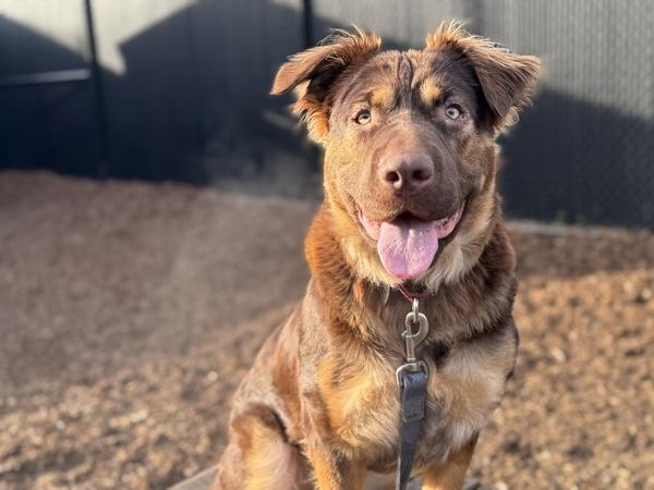 Enlarge Alaska, a Adoptable mixed breed in Portland, OR image 3/6