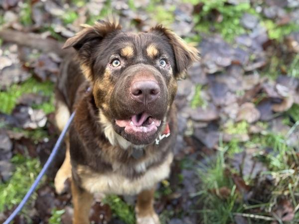 Enlarge Alaska, a Adoptable mixed breed in Portland, OR image 4/6