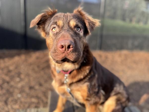 Enlarge Alaska, a Adoptable mixed breed in Portland, OR image 5/6
