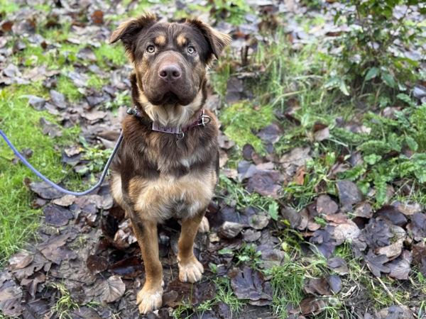 Enlarge Alaska, a Adoptable mixed breed in Portland, OR image 6/6