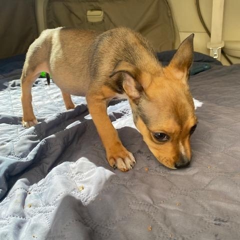 Glen, Adopted, Puppy Male Hound.