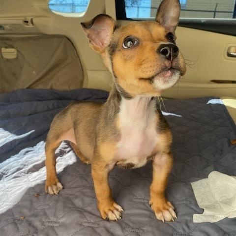 Enlarge Glen, a Adopted Hound in Winhall, VT image 2/2