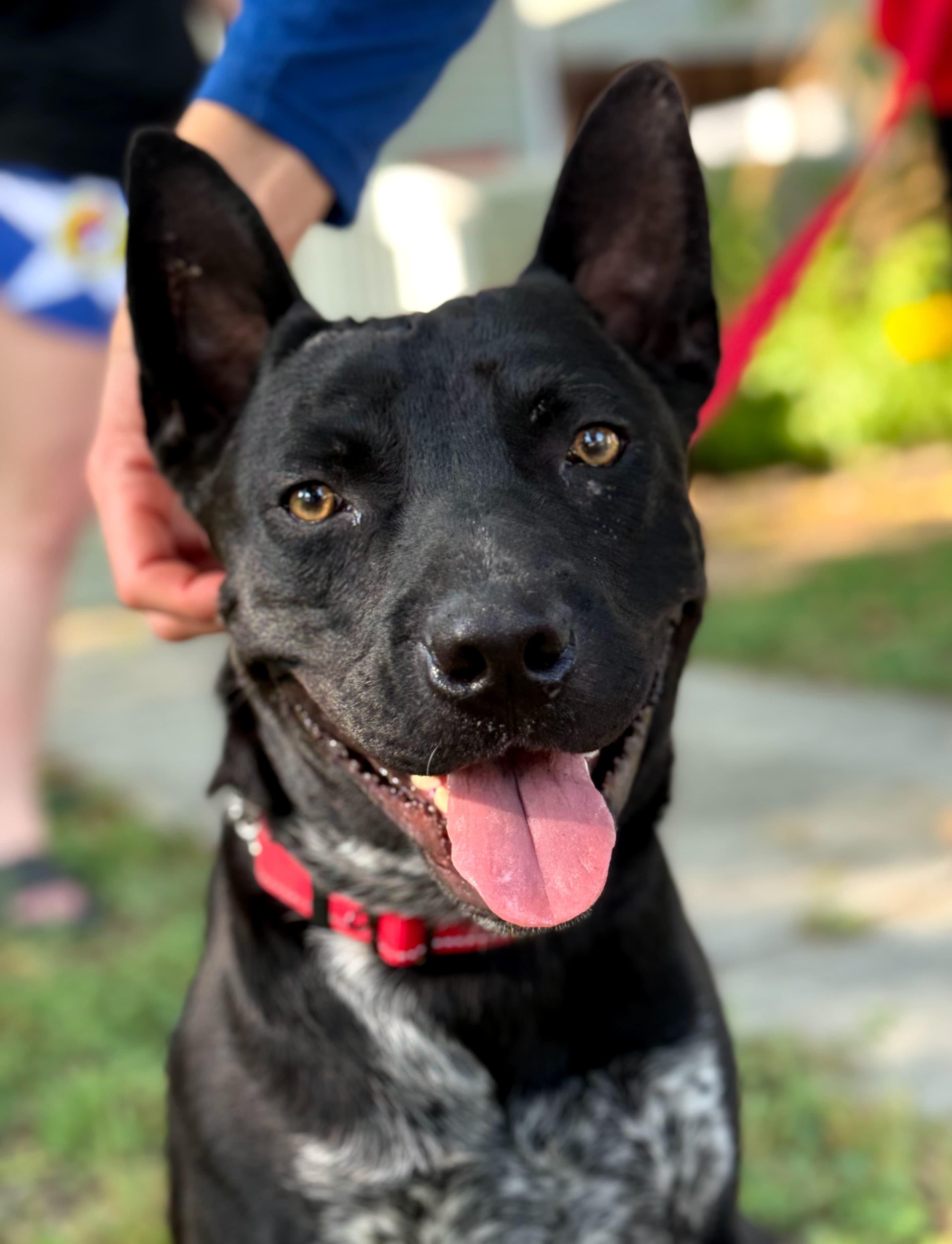 Enlarge Jax, a Adoptable mixed breed in Southport, CT image 2/5