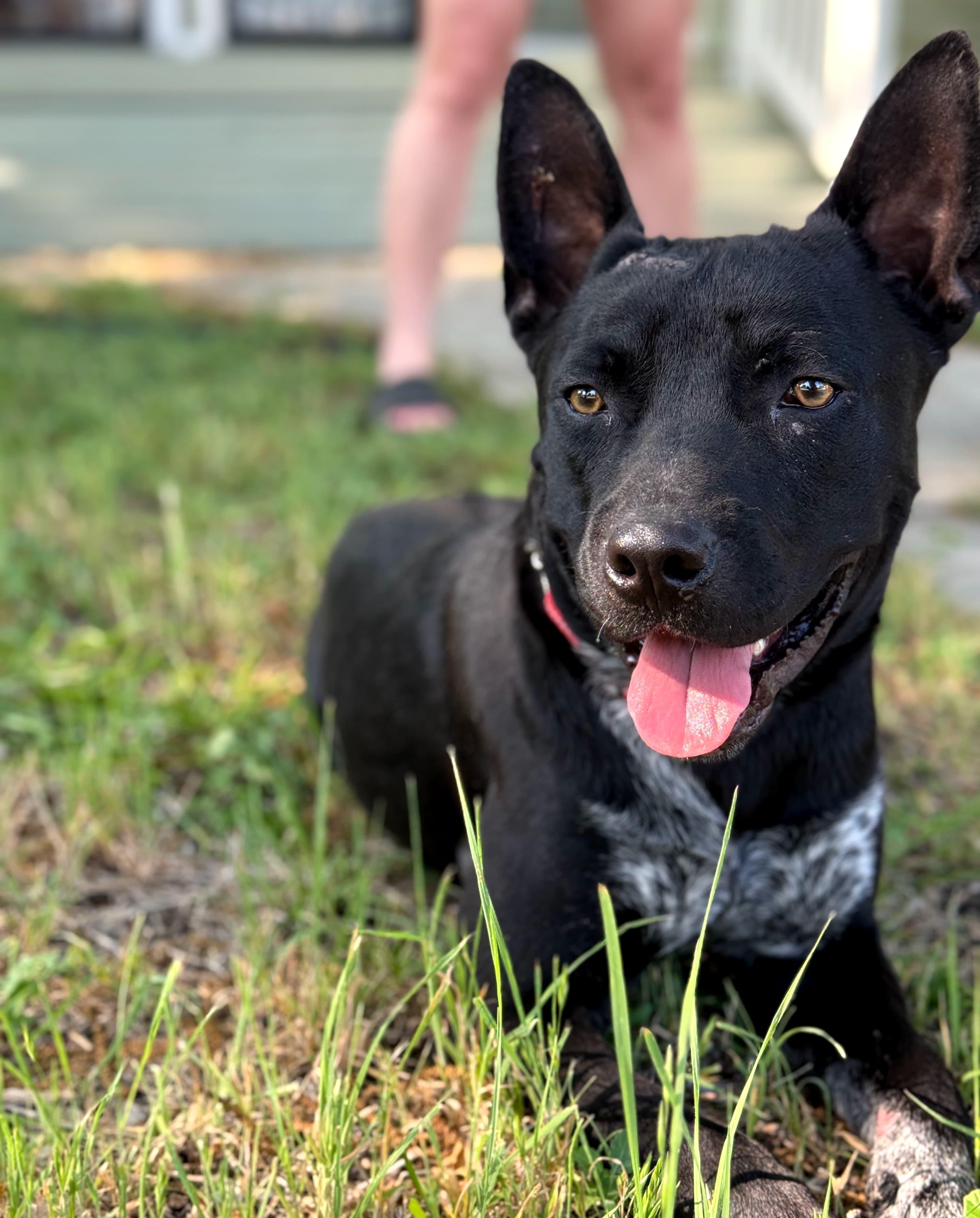 Enlarge Jax, a Adoptable mixed breed in Southport, CT image 3/5