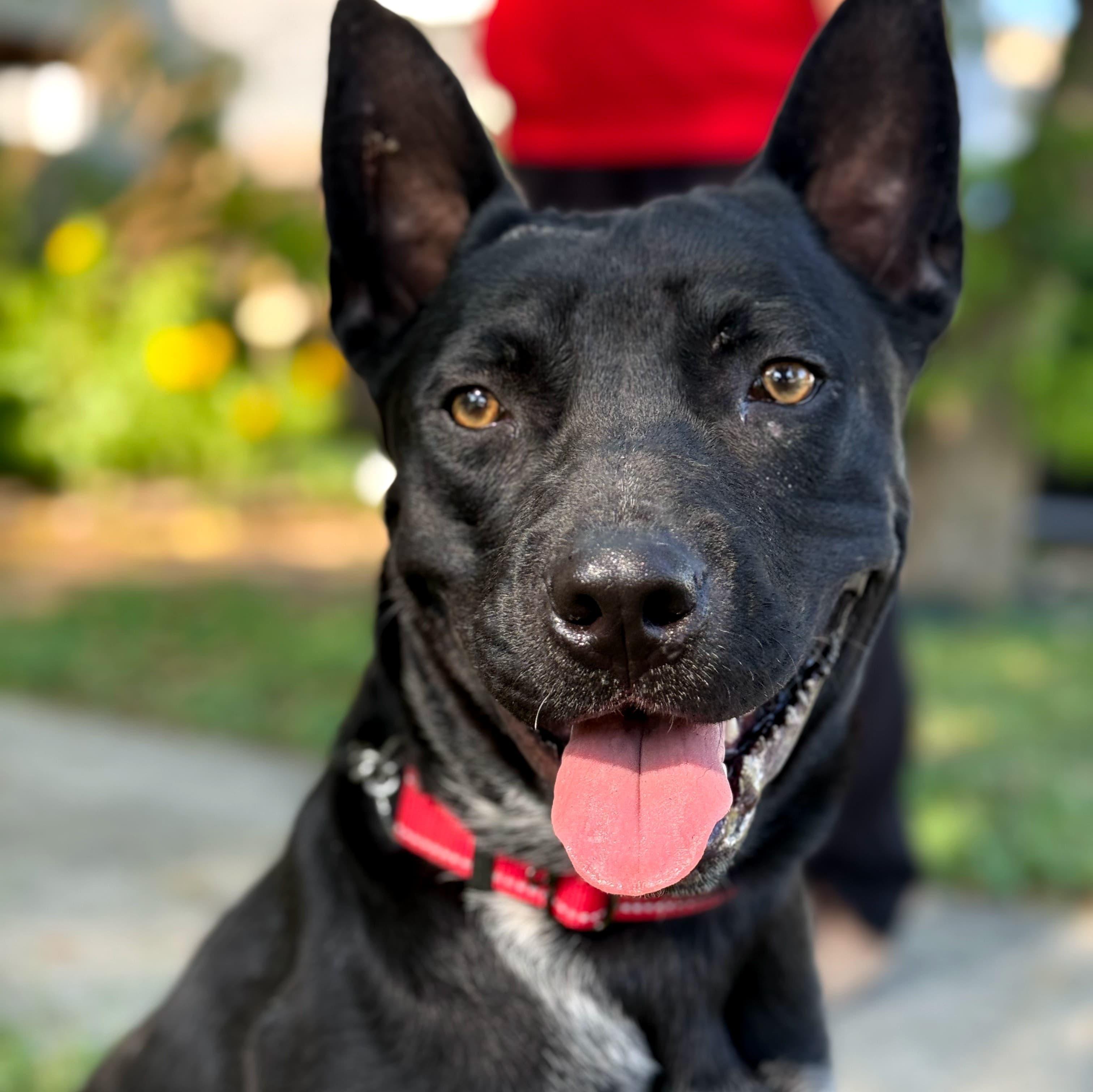 Enlarge Jax, a Adoptable mixed breed in Southport, CT image 4/5