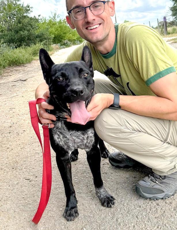Enlarge Jax, a Adoptable mixed breed in Southport, CT image 1/5